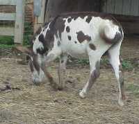 Wee Ones Samsonite - Tyger Spotted Herd Sire